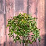 tecniche e cure essenziali per farlo crescere sano e forte