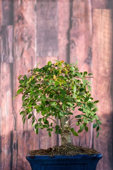 Come Ingrandire Il Bonsai 1 tecniche e cure essenziali per farlo crescere sano e forte