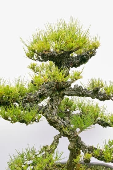 Che Cos E' Il Bonsai 1 arte millenaria di cura e bellezza in miniatura