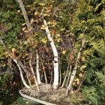 Come Salvare Bonsai Gelato consigli pratici per un ritorno alla vita