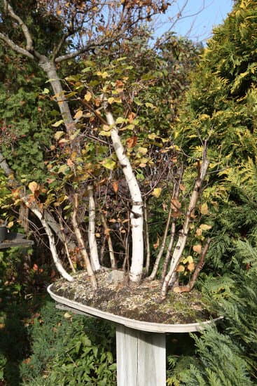 Come Salvare Bonsai Gelato 1 consigli pratici per un ritorno alla vita