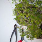 Cosa Fare Con Un Bonsai Morto Riporta alla vita il tuo bonsai morto con nuove cure e attenzioni