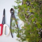 consigli, tecniche e cura