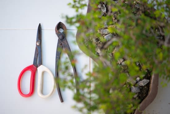 Come Fare Un Bonsai Dal Nulla 1 consigli, tecniche e cura