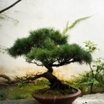 Scopri il momento giusto quando si piantano i semi per bonsai per garantire una crescita sana e robusta
