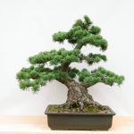 Come Pulire Foglie Bonsai Con Polvere Utilizza un pennello morbido per delicatamente pulire le foglie del bonsai dalla polvere