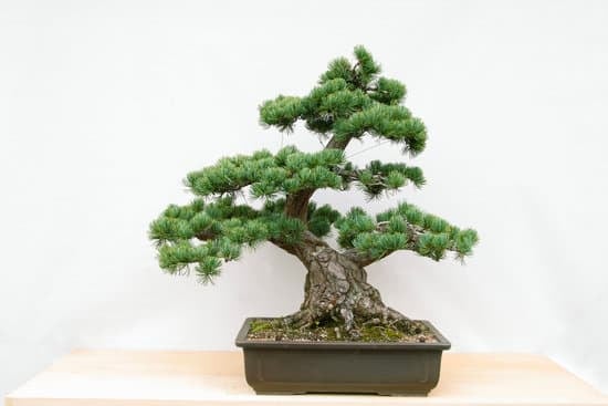 Come Pulire Foglie Bonsai Con Polvere 1 Utilizza un pennello morbido per delicatamente pulire le foglie del bonsai dalla polvere