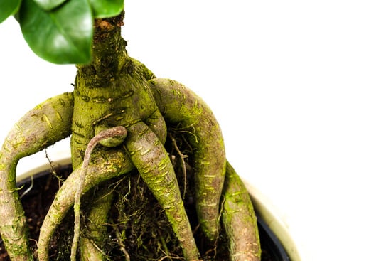 Come Fare Un Bonsai Da Un Ramo 1 passo dopo passo per un risultato sbalorditivo