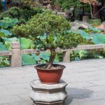 Come Potare Il Bonsai Del Pepe come potare il bonsai del pepe per favorirne la crescita e la forma desiderata