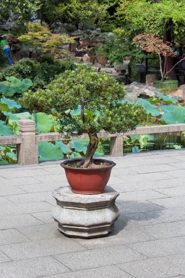 Come Potare Il Bonsai Del Pepe 1 come potare il bonsai del pepe per favorirne la crescita e la forma desiderata