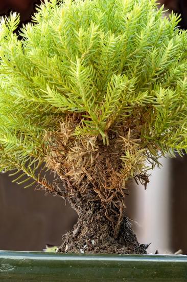 come annaffiare correttamente un bonsai ficus per mantenerlo sano e rigoglioso