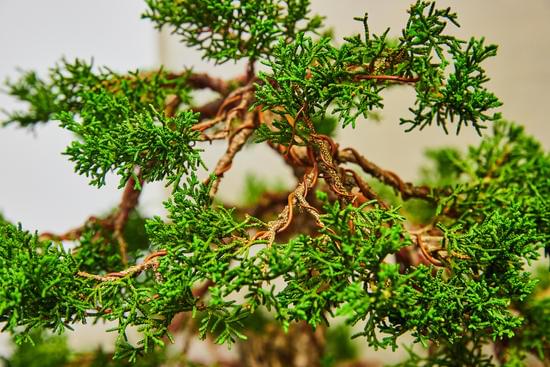 Per Farcresciere Piu Foglie Al Bonsai Che Si Deve Fare 1 seguire le dosi consigliate e garantire una corretta luminosità