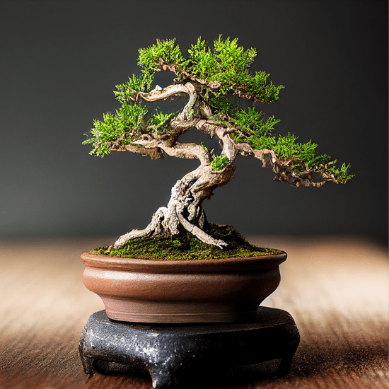 Come Prendersi Cura Di Un Acero Bonsai 1 luce diretta, concime specifico e controllo costante dell'idratazione