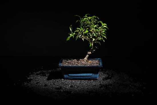 Come Si Fa Un Bonsai Di Quercia 1 realizza un bonsai di quercia con precisione e cura per creare un capolavoro naturale
