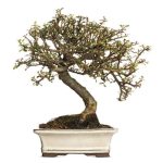 Come Curare Un Bonsai Ficus Microcarpa consigli pratici e indispensabili per la salute della pianta