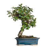 Come Coltivare Il Bonsai Ginseng Scopri i segreti su come coltivare il bonsai ginseng con cura e passione