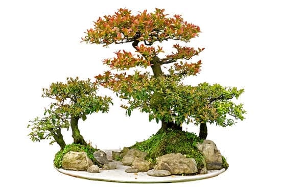 guida pratica con consigli utili per garantire la crescita ottimale della pianta