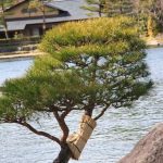Come Fare Un Bonsai Di Ciliegio Da Seme Guida dettagliata su come fare un bonsai di ciliegio da seme con istruzioni passo-passo