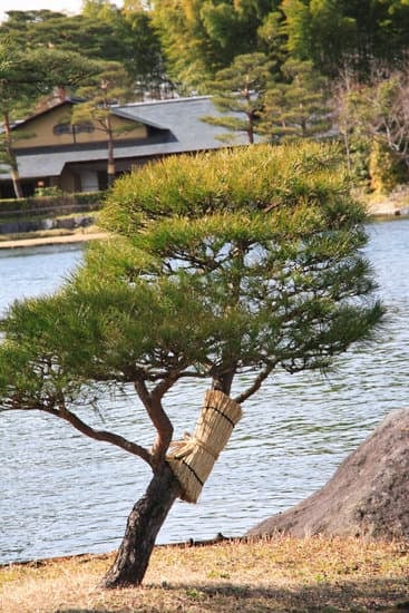 Guida dettagliata su come fare un bonsai di ciliegio da seme con istruzioni passo-passo