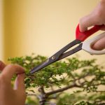 Come Creare Un Bonsai Da Una Pianta consigli, strumenti e cura