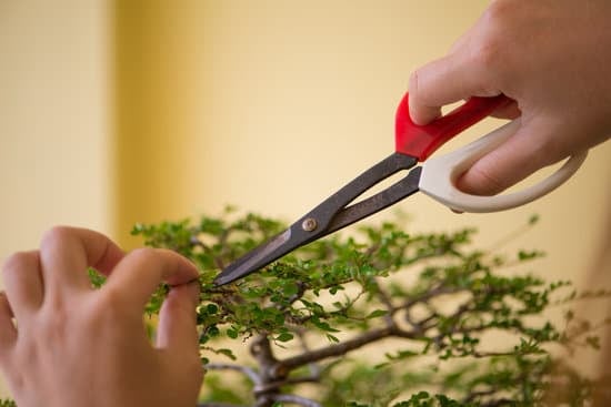 Come Creare Un Bonsai Da Una Pianta 1 consigli, strumenti e cura