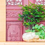 consigli pratici per una corretta idratazione della pianta.