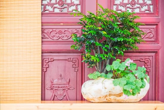 Come Dar Da Bare Al Bonsai Fico 1 consigli pratici per una corretta idratazione della pianta.