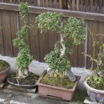 Come Mantenere Un Bonsai Ficus in Casa cure, potatura e posizionamento ideale
