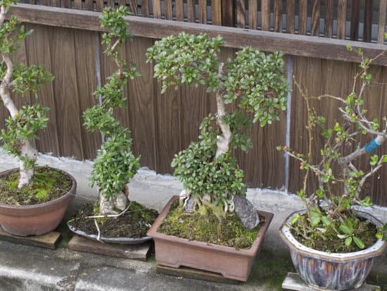 cure, potatura e posizionamento ideale