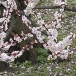 Il significato letterario di Bonsai è racchiuso nell'arte di crescere piccoli alberi, simbolo di pazienza e delicatezza