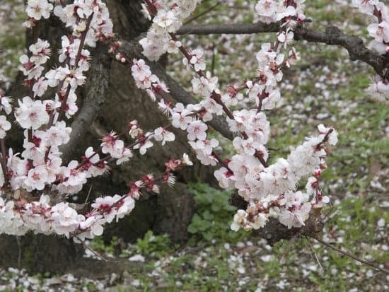 Il significato letterario di Bonsai è racchiuso nell'arte di crescere piccoli alberi, simbolo di pazienza e delicatezza