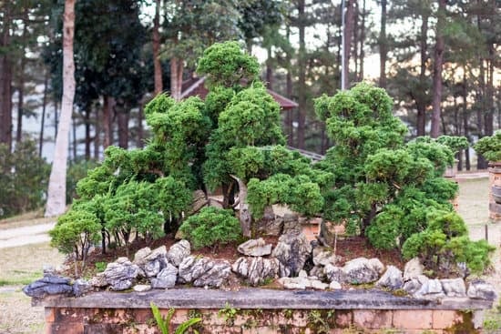 Che Terra Usare Per Bonsai 1 consigli utili per garantire la salute delle tue piante