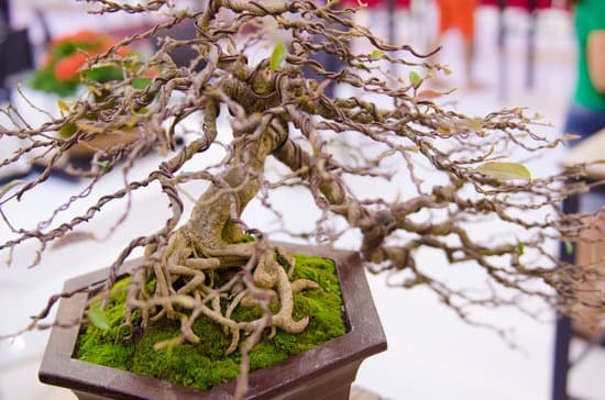 Dove Comprare Un Bonsai a Milano 1 Acquista un bonsai a Milano presso negozi specializzati per la massima qualità e varietà di scelta