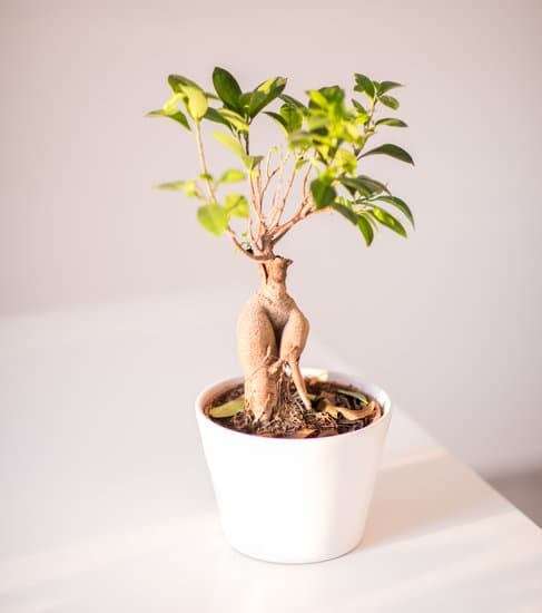 scopri i migliori negozi del territorio per le tue piante preferite