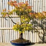 Quanto Bagnare Bonsai guida essenziale per la cura ottimale