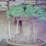 Come Rimettere in Vita Il Bonsai Scopri come rimettere in vita il bonsai con cure attente e amorevoli per la pianta