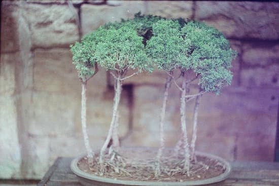 Come Rimettere in Vita Il Bonsai 1 Scopri come rimettere in vita il bonsai con cure attente e amorevoli per la pianta