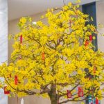 Quando Fare Il Travaso Bonsai Olmo Quale Periodo Travaso il bonsai Olmo durante il periodo di riposo invernale per favorirne la crescita e la salute