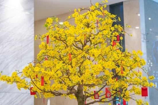 Come Si Sceglie La Portucalaria Per Fare Bonsai 1 Guida alla scelta della Portulacaria per un bellissimo bonsai