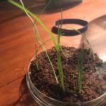 Scopri quando potare il melograno bonsai per favorirne la crescita e la fioritura ottimale