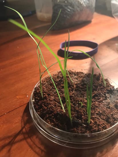 Scopri quando potare il melograno bonsai per favorirne la crescita e la fioritura ottimale