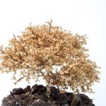 Prezzi convenienti per il bonsai melograno, scopri quanto costa e acquista online il tuo preferito