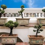 Scopri come piegare un bonsai con facilità e precisione grazie ai nostri consigli esperti