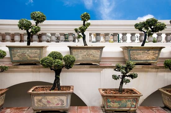 Come Piegare Un Bonsai 1 Scopri come piegare un bonsai con facilità e precisione grazie ai nostri consigli esperti