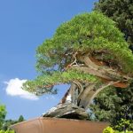 Guida pratica su come effettuare il taglio del bonsai, passo dopo passo