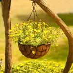 Scopri le migliori location per conservare bonsai olivo e mantenerli sani e rigogliosi tutto l'anno