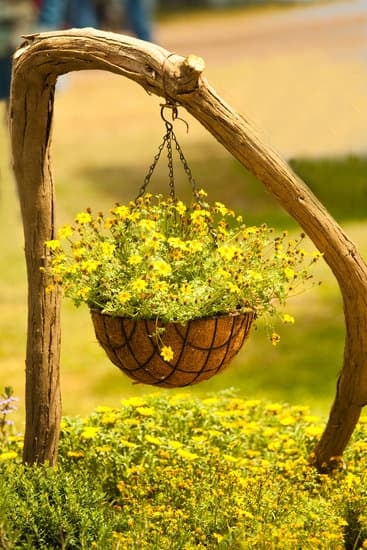 Scopri le migliori location per conservare bonsai olivo e mantenerli sani e rigogliosi tutto l'anno