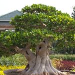 consigli pratici per garantire la salute delle tue piante