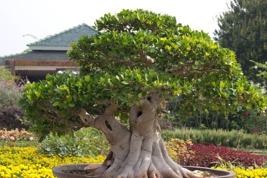 Quando Innaffiare Bonsai Ficus 1 consigli pratici per garantire la salute delle tue piante