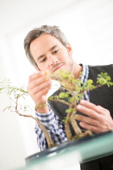 Come Curare Un Bonsai Di Serissa 1 potatura, concimazione e esposizione alla luce solare